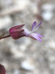 Collinsia callosa