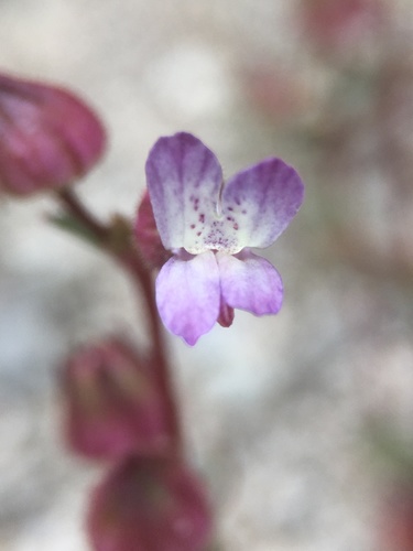 Image of Collinsia callosa by (c) Matt Berger, some rights reserved (CC BY)