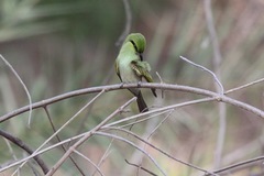 Merops orientalis