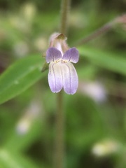 Collinsia childii