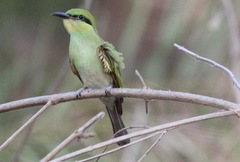 Merops orientalis