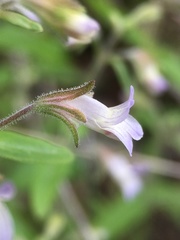 Collinsia childii