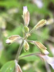 Collinsia childii