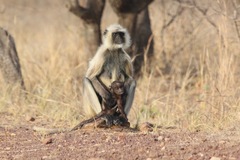 Semnopithecus entellus