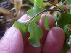 Pittosporum tenuifolium
