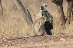 Semnopithecus entellus