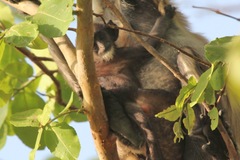 Semnopithecus entellus