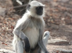 Semnopithecus entellus