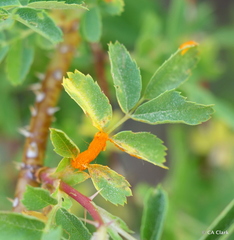 Phragmidium mucronatum