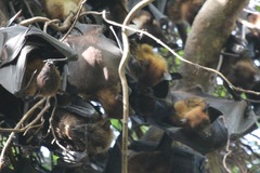 Pteropus giganteus