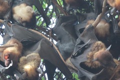 Pteropus giganteus
