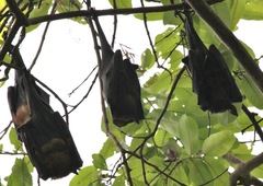 Pteropus giganteus