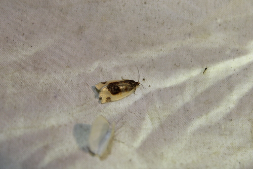 Black-patched Clepsis Moth photo 5