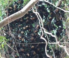 Pteropus giganteus