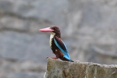 Halcyon smyrnensis