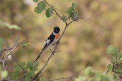 Pericrocotus erythropygius