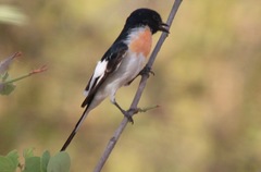 Pericrocotus erythropygius