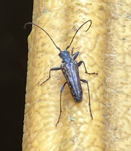 Mottled Longhorned Beetle photo 4