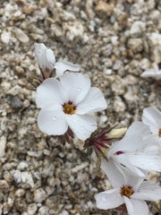 Linanthus concinnus