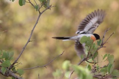 Pericrocotus erythropygius
