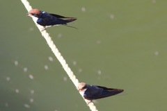 Hirundo smithii