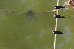 Hirundo smithii