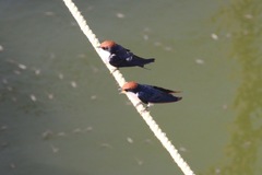 Hirundo smithii