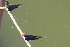 Hirundo smithii