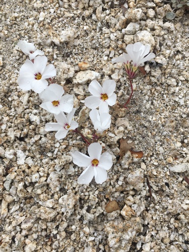 Image of Linanthus concinnus by (c) Matt Berger, some rights reserved (CC BY)