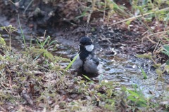 Parus cinereus