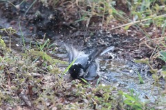 Parus cinereus