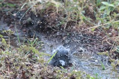 Parus cinereus