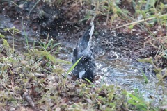 Parus cinereus