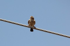 Mirafra erythroptera