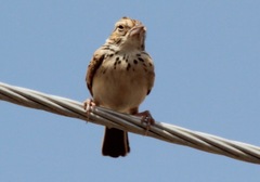 Mirafra erythroptera