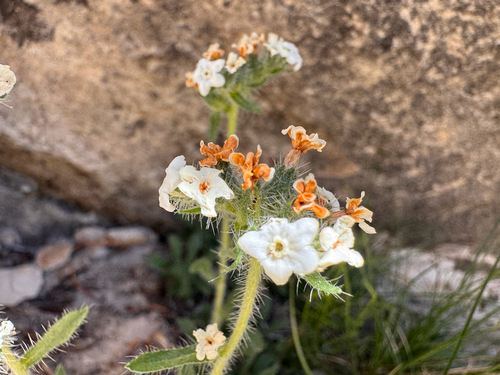 Graham catseye (Oreocarya grahamii)