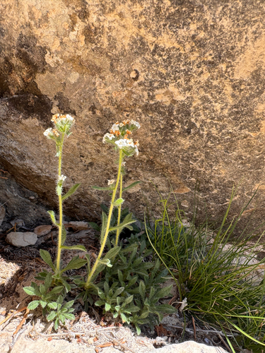 fragrant cryptantha (Cryptantha grahamii)