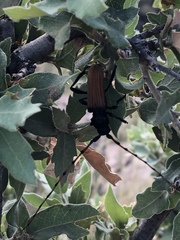 Tragidion densiventre