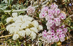 Calyptridium monospermum