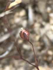 Nemacladus sigmoideus