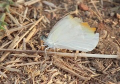 Colotis aurora