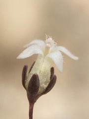 Nemacladus sigmoideus