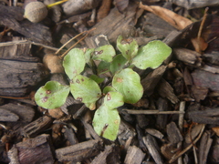 Pittosporum tenuifolium