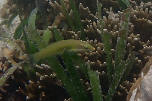 Halichoeres chloropterus observed 2025-06-02
