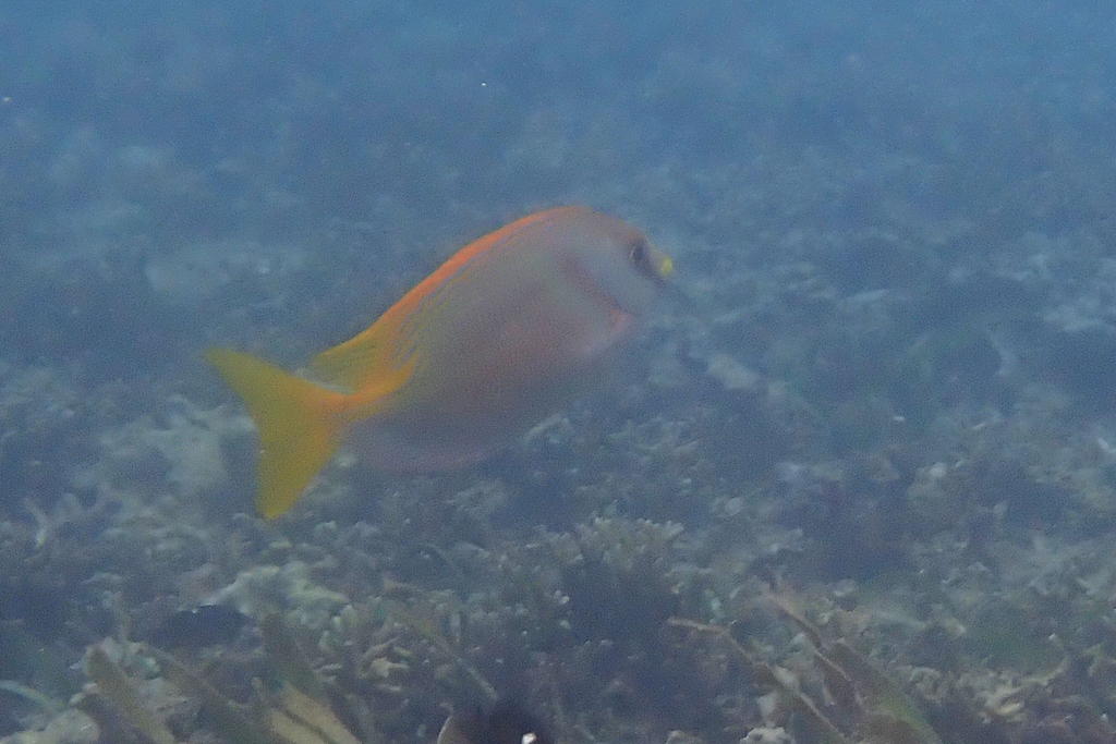 Barred Rabbitfish from Koror, Palau on June 2, 2025 at 03:09 PM by ...