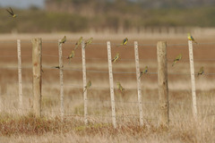 Neophema chrysostoma