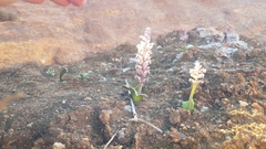 Lachenalia membranacea