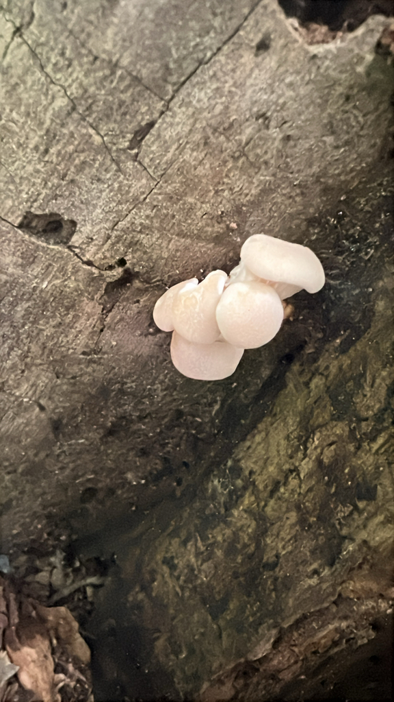 Oyster Mushroom