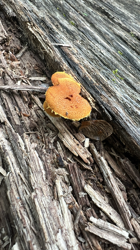 Agaricineae