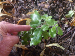 Pittosporum tenuifolium